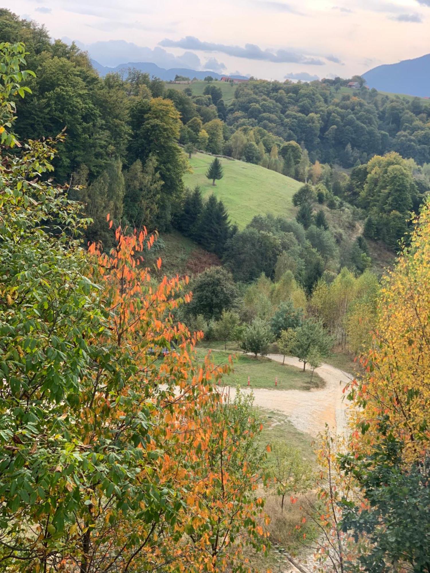 Cabana 7 Brazi Poiana Mărului Esterno foto
